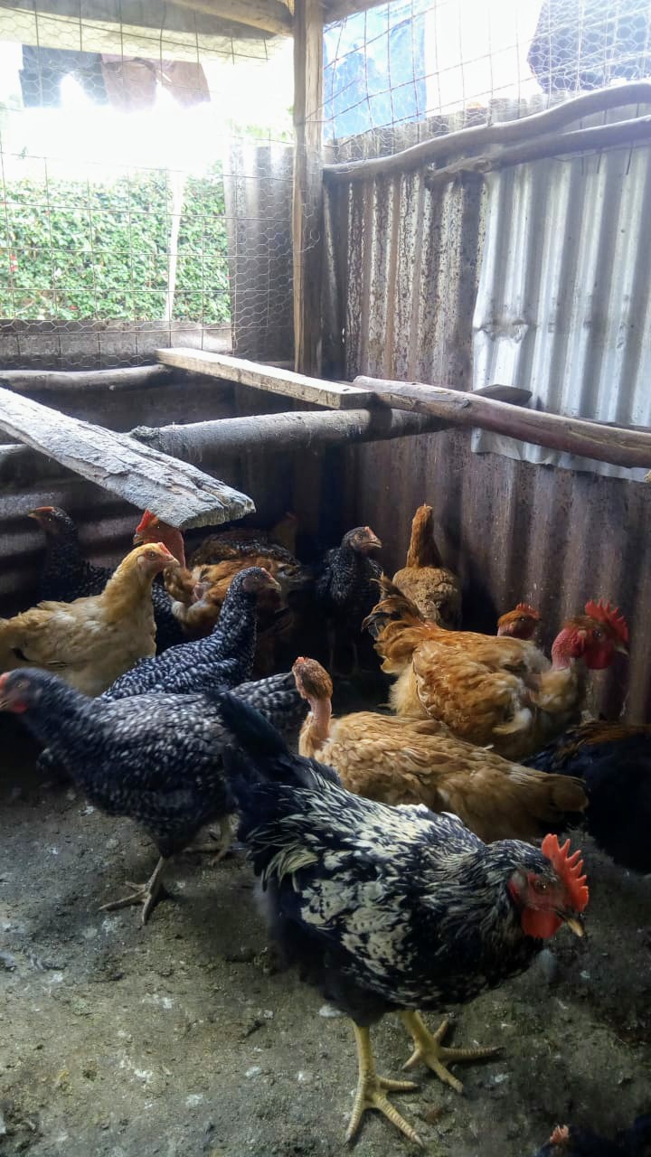 Kenbro F Kienyeji Chicken Farmers Market Kenya