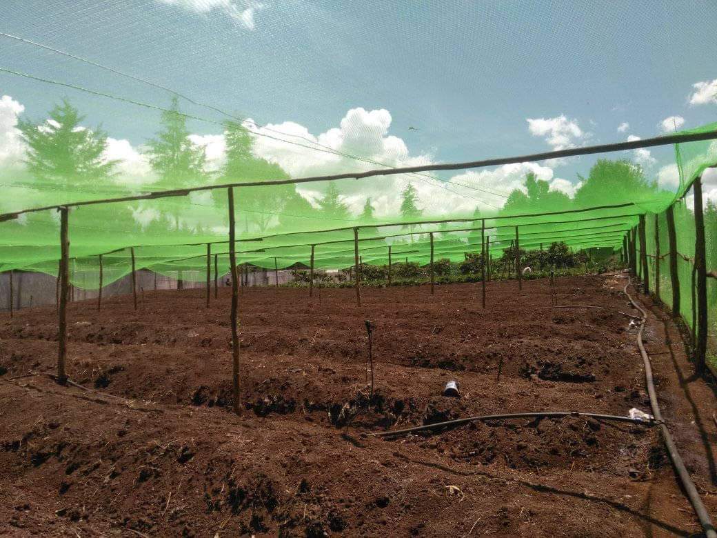 Bird Nets Use On Strawberry Farm In Kenya Supplied by Grekkon Limited 