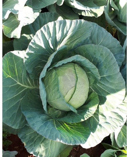 FRESH CABBAGES FROM THE FARM!! | Farmers Market Kenya