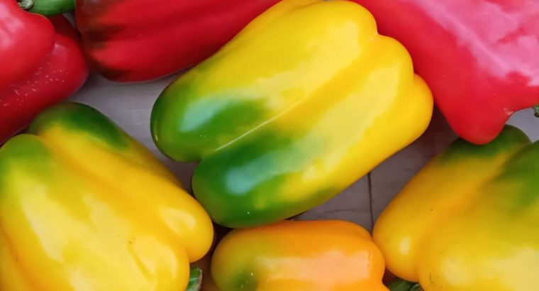 Red and Yellow Capsicum