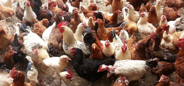 Kienyeji chicken Farmers Market Kenya