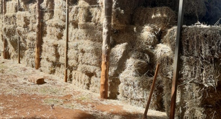 Boma Rhodes Hay For Sale