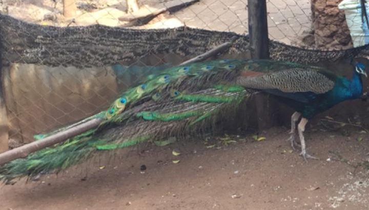 Mature peacock pair for sale