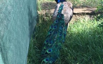 Mature peacock pair for sale