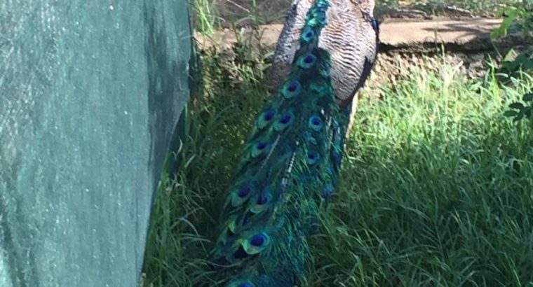 Mature peacock pair for sale