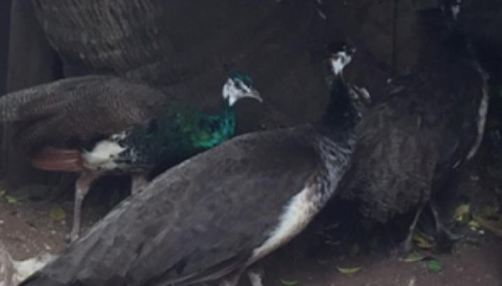 Mature peacock pair for sale