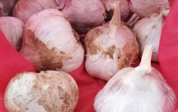 Garlic