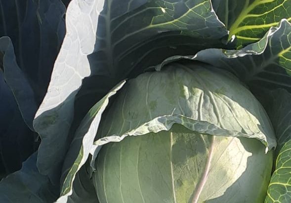 Cabbages