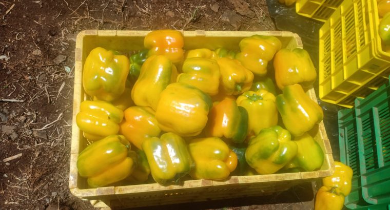 Yellow capsicums