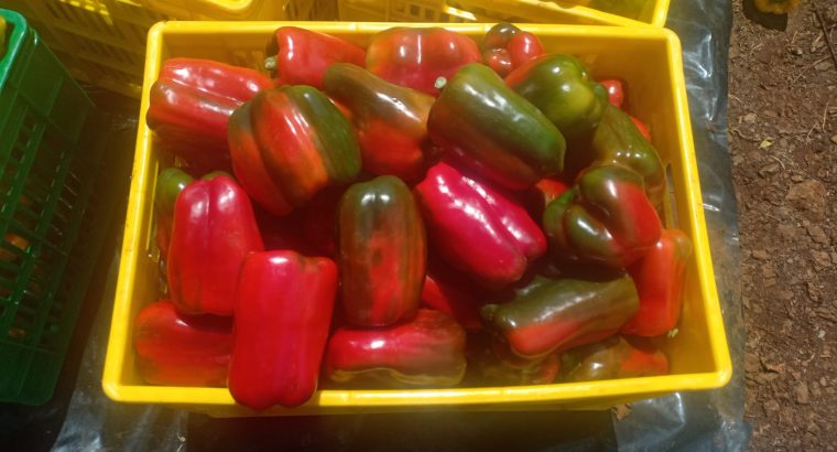 Yellow capsicums