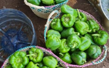 Capsicums green ready