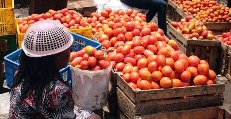 Quality Tomatoes