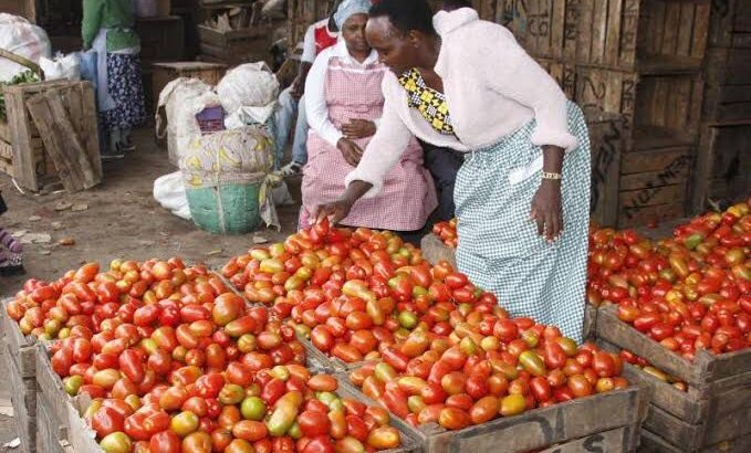 Quality Tomatoes