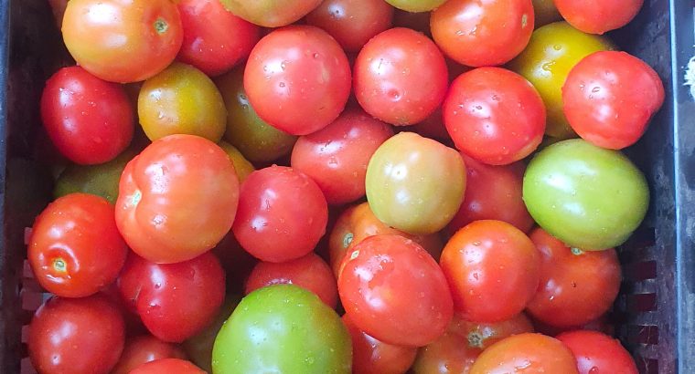 Sumptuous Tomatoes