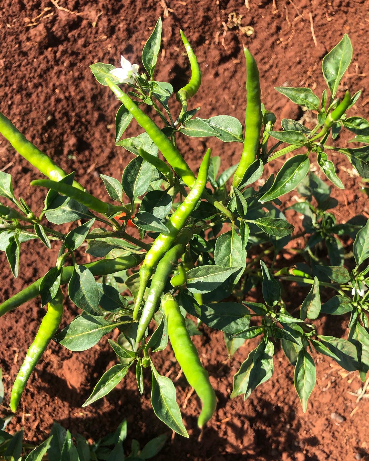 birds-eye-chilli-green-farmers-market-kenya