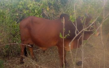 He Boran Bull cattle