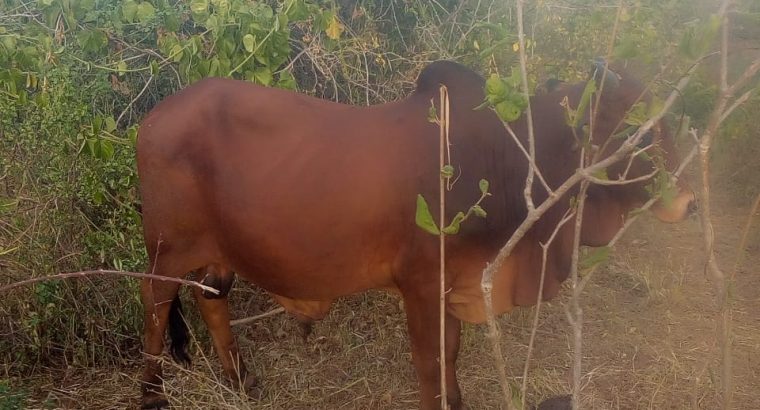 He Boran Bull cattle