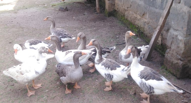 Mature goose on sale