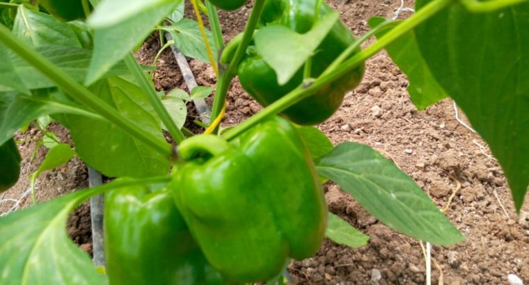 Green Capsicum ( Hoho)