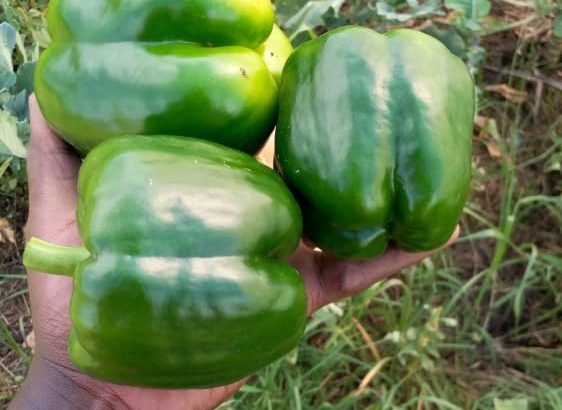 Green Capsicum ( Hoho)