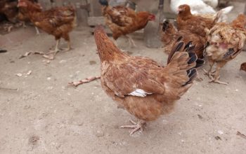 Selling kienyeji chicken