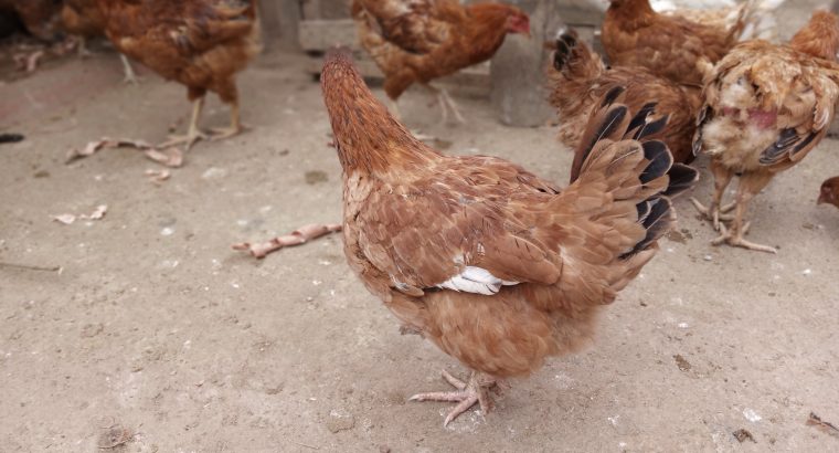 Selling kienyeji chicken