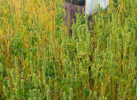 Chia seeds for sale