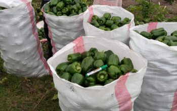 Green Capsicum ( Hoho)