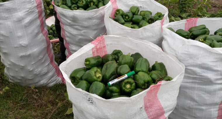 Green Capsicum ( Hoho)