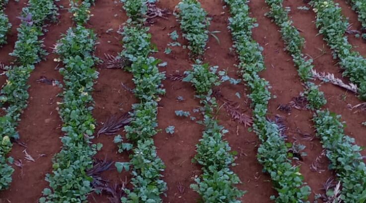 Coriander for sale