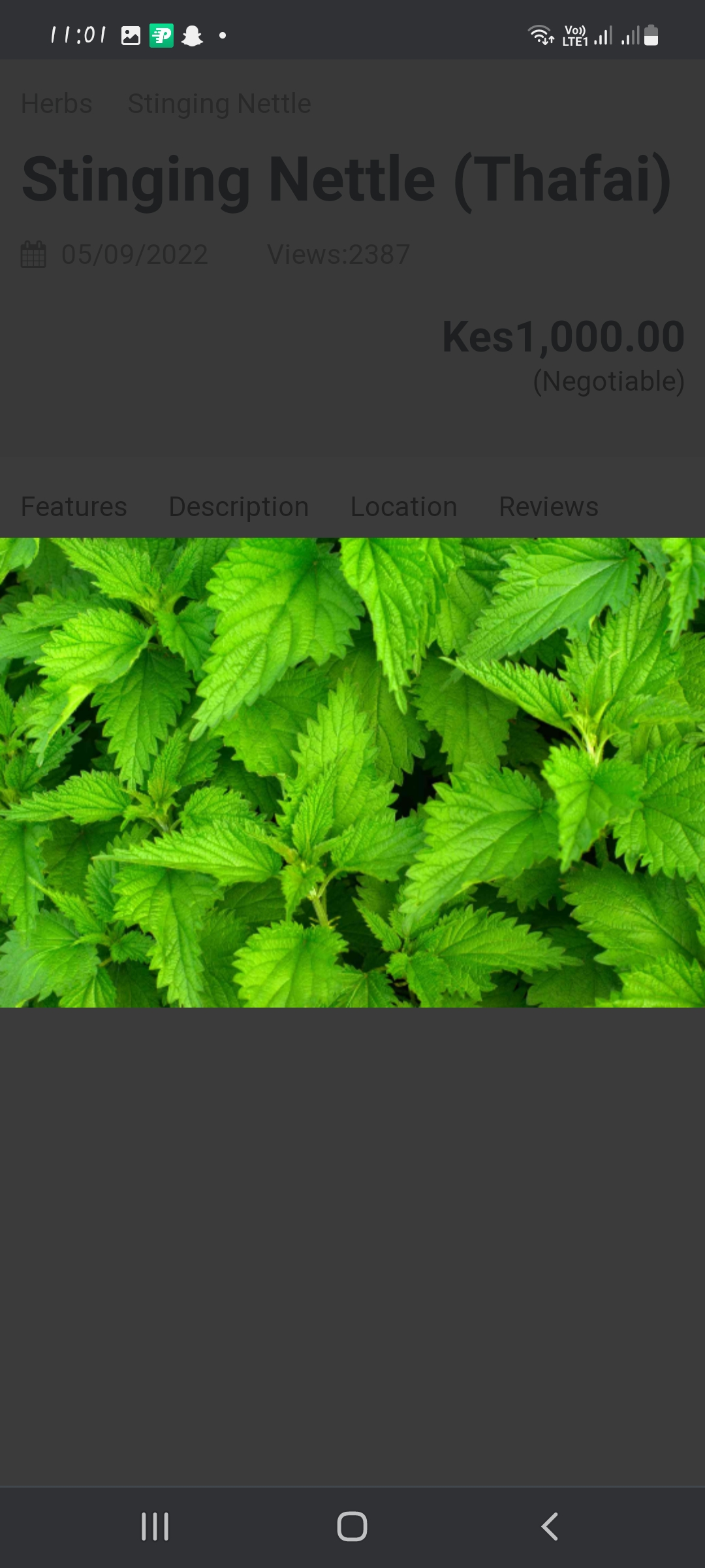 Stinging Nettle Farmers Market Kenya