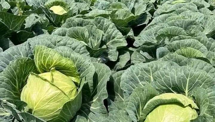 Cabbages available