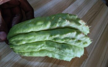 Chayote squash