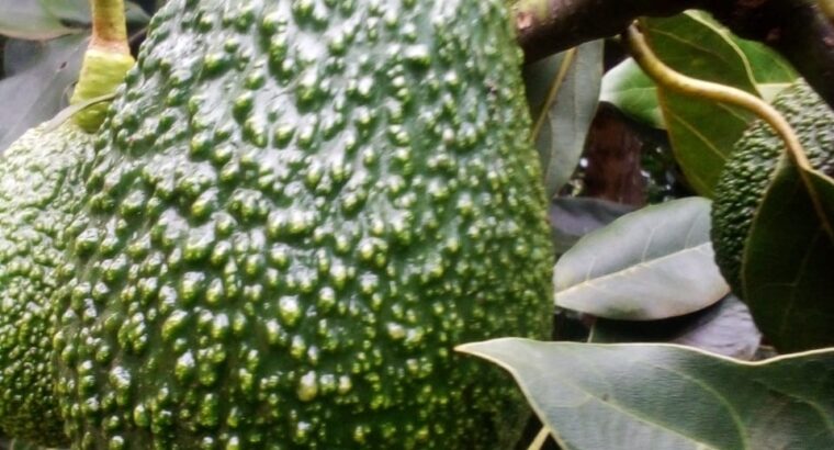 Fresh unripe avocados