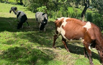 Crossbreed Dairy cows on sale