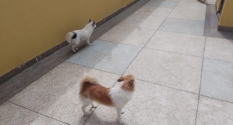 Japanese spitz