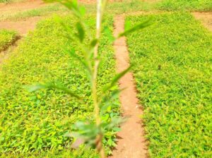 Grevillea Seedlings