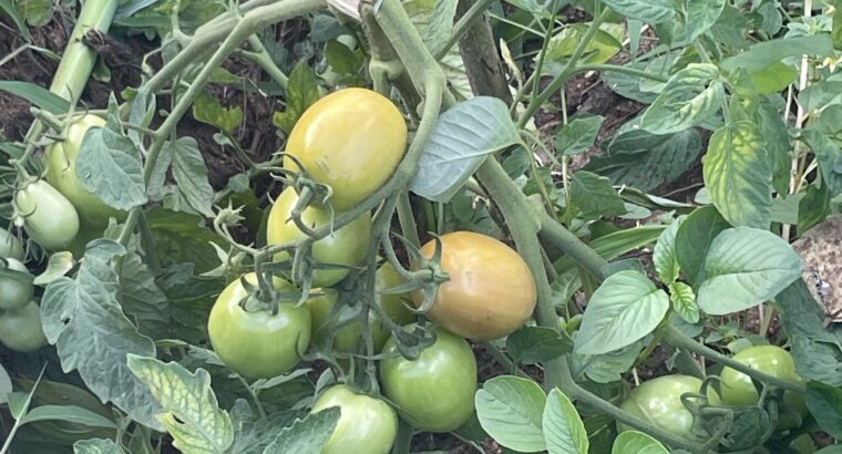 Fresh A grade tomatoes