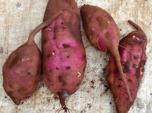 Organic Sweet Potatoes