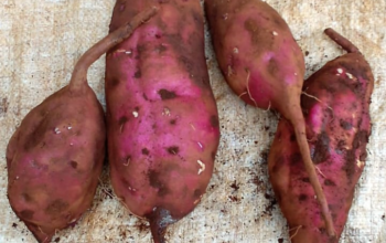 Organic Sweet Potatoes