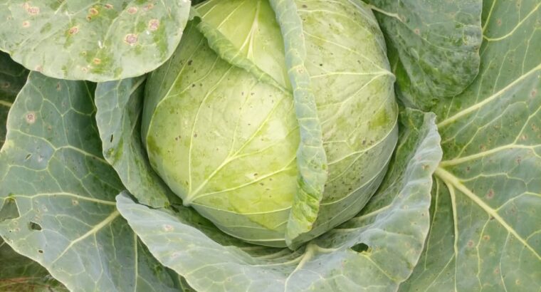 Cabbages available @ Ksh 40