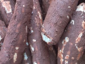 Fresh cassava