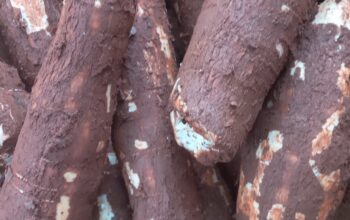 Fresh cassava