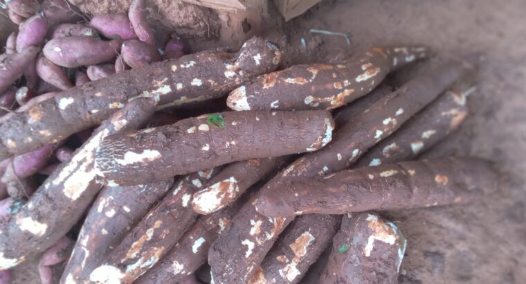 Fresh cassava