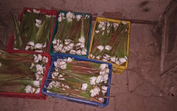 Aloe vera leaves