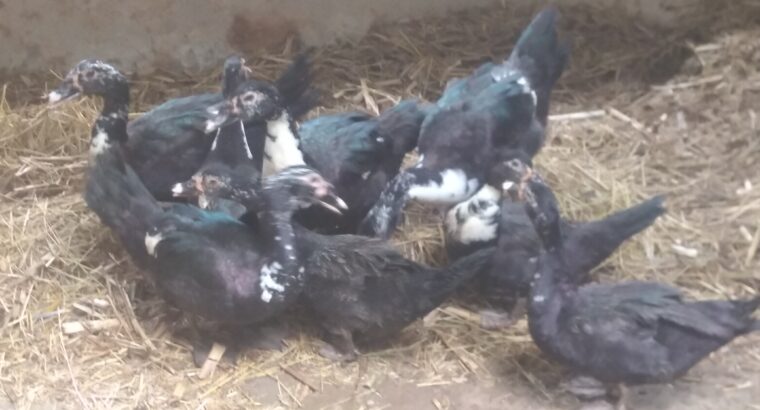 Black Swedish Ducks - Farmers Market Kenya