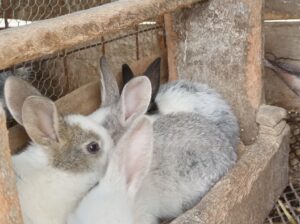 Rabbits on sale