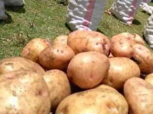 Potatoes seller