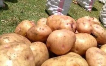 Potatoes seller