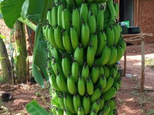 Fresh Cavendish Bananas